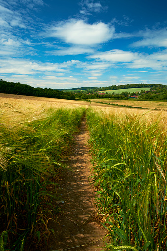 A path/farm track crosses a vast field of golden barley in the Chiltern Hills, Buckinghamshire. In the distance can be seen the old town of Amersham.