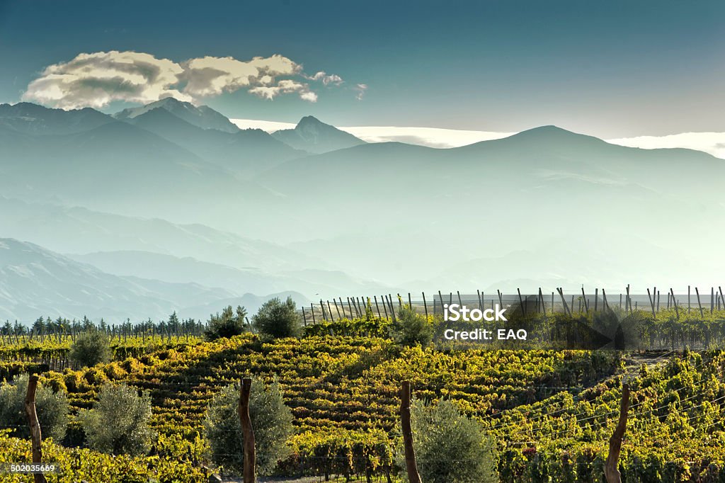 Vineyard at foot of The Andes Wine farm at foot of The Andes. Mendoza, Argentina. Argentina Stock Photo