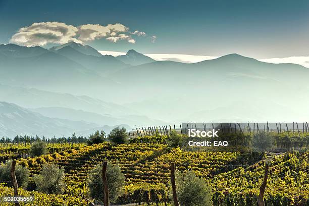 Vineyard At Foot Of The Andes Stock Photo - Download Image Now - Argentina, Wine, Vineyard