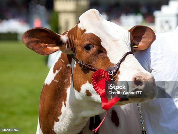 Ayrshire Cow Stock Photo - Download Image Now - Agricultural Fair, Cow, Award Ribbon