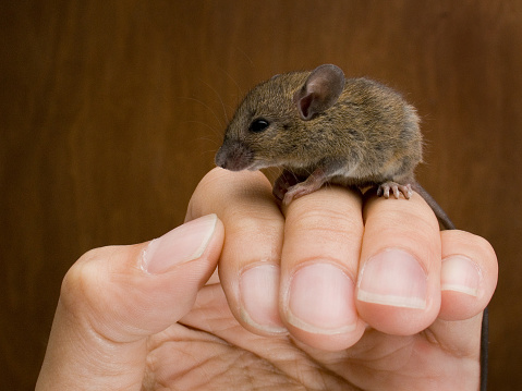 Mouse on Asian male hand.
