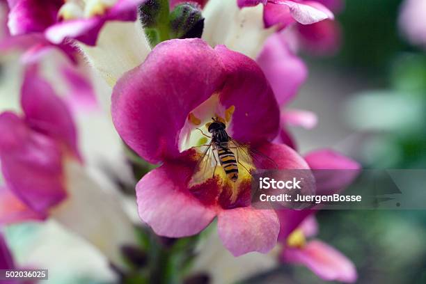 Schwebfliege In Blume Nierenkelch Stockfoto und mehr Bilder von Bestäuber - Bestäuber, Bestäubung, Blume