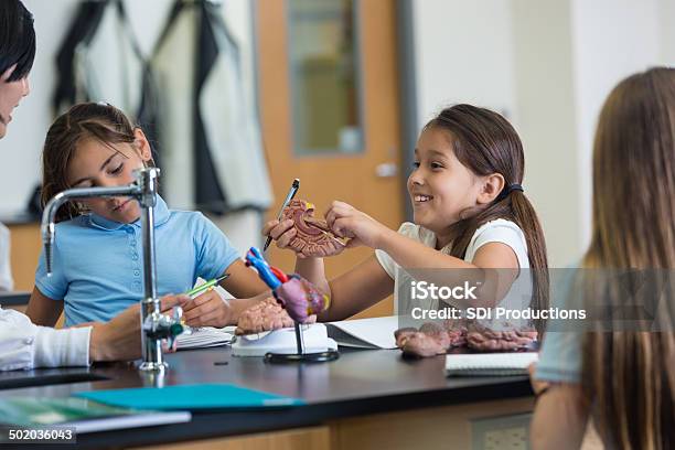 Scuola Elementare Studenti Studiano Cervello Modello Giocattolo In Classe Di Scienze - Fotografie stock e altre immagini di Afro-americano