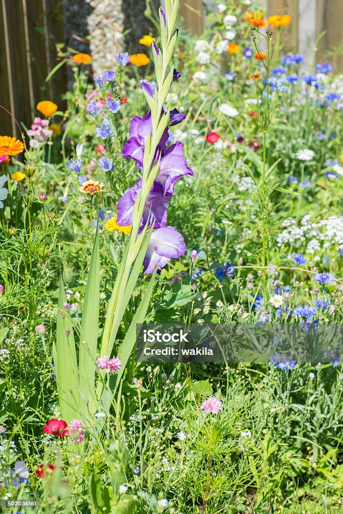 Zielony Dziki kwiat łóżko Ogród - Zbiór zdjęć royalty-free (Abstrakcja)