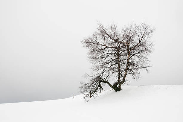 arbre dans la neige - snow winter mountain horizon over land stock-fotos und bilder