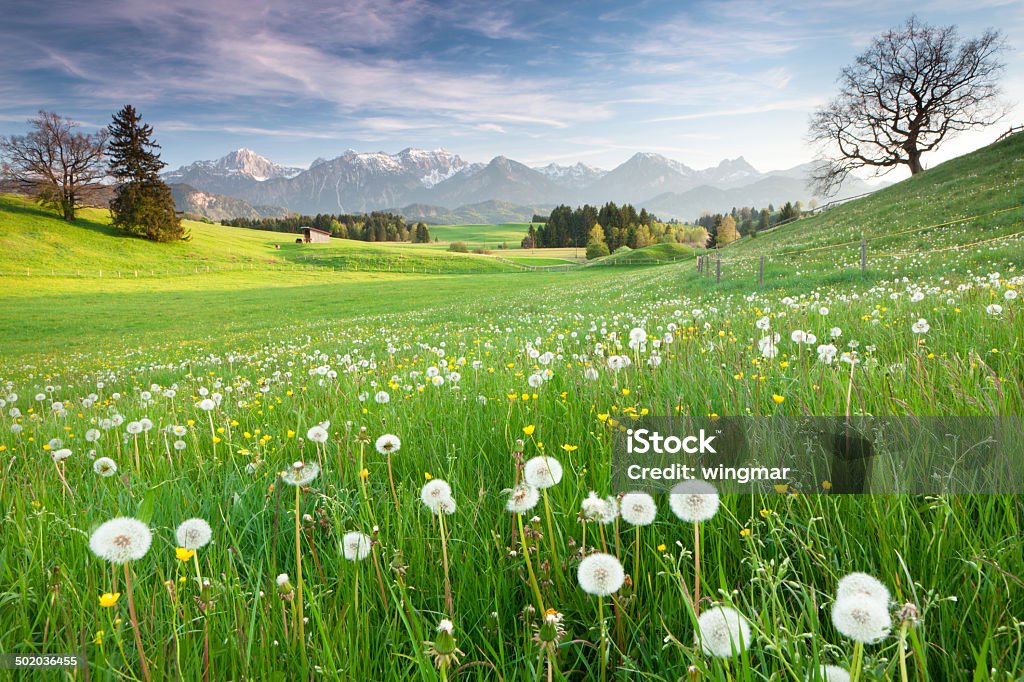 Bayerische spring Wiese mit alten Eiche - Lizenzfrei Allgäu Stock-Foto