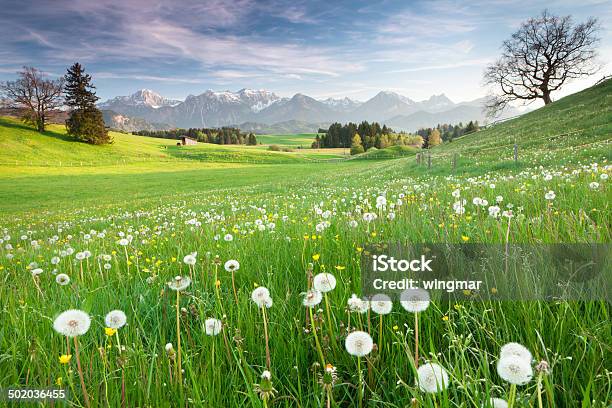 Bayerische Spring Wiese Mit Alten Eiche Stockfoto und mehr Bilder von Allgäu - Allgäu, Wiese, Natur
