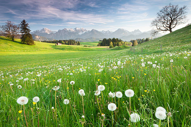 spring meadow bavarese con vecchia quercia - allgau bavaria mountain horizon foto e immagini stock