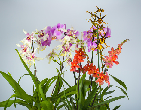 blooming Cambria and Phalaenopsis orchids