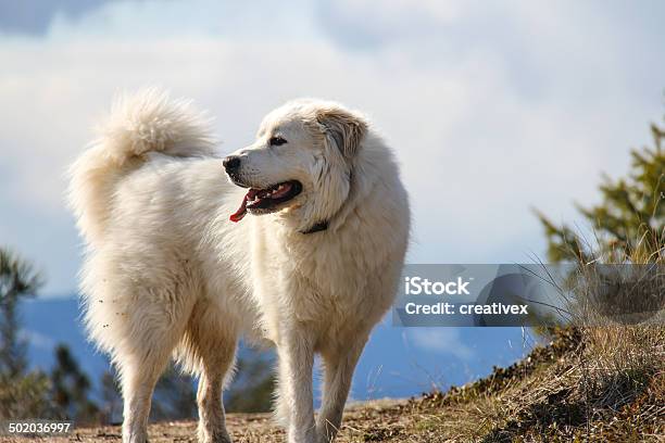 Great Pyrenees Stock Photo - Download Image Now - Pyrenean Mountain Dog, Dog, Pyrenees