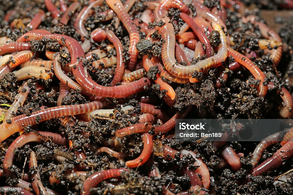 Tennessee Wiggler Earthworms (Dendrobena Veneta) called Tennessee Wiggler for Fishing or Compost Earthworm Stock Photo
