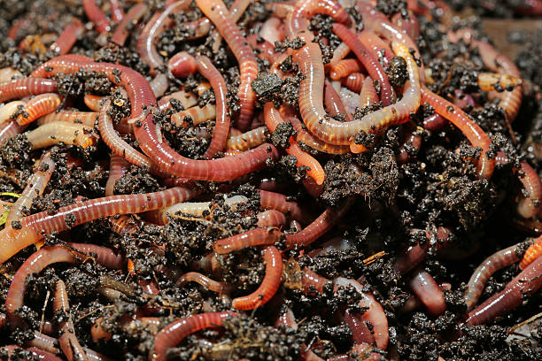Tennessee Wiggler Earthworms (Dendrobena Veneta) called Tennessee Wiggler for Fishing or Compost fishing bait photos stock pictures, royalty-free photos & images