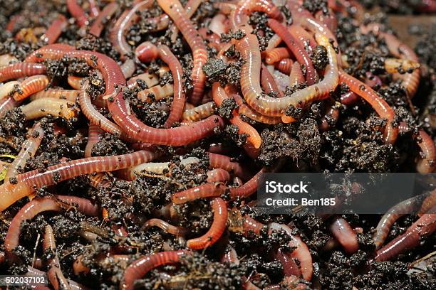 Tennessee Wiggler Stock Photo - Download Image Now - Earthworm, Worm, Compost