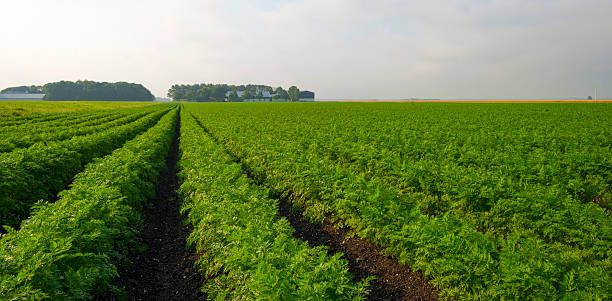 istock Carrots growing on a field in summer 502037285
