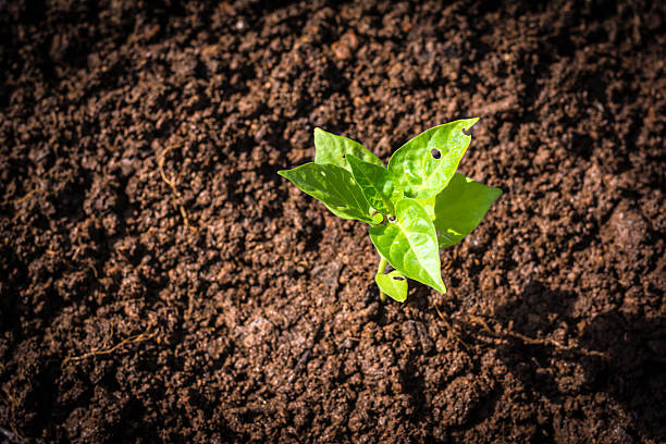 istock Green sprout growing in soil 502037437