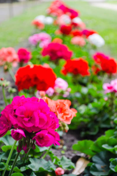 istock Spring street garden flowers 502037647