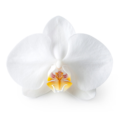 White orchid. Photo with clipping path.