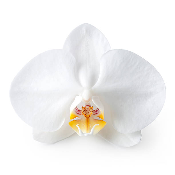 Orchid White orchid. Photo with clipping path. orchid stock pictures, royalty-free photos & images