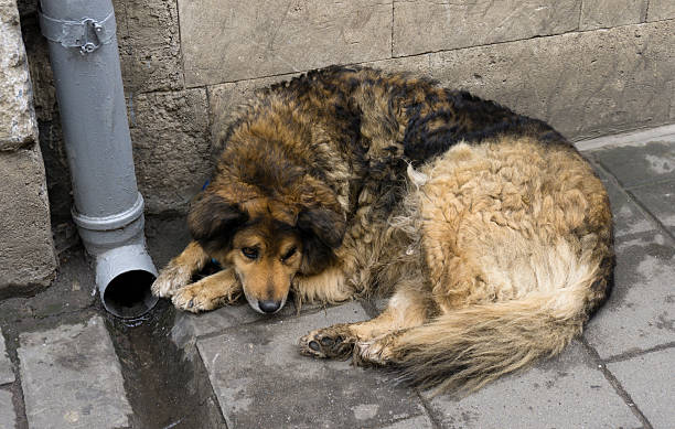 istock Dog on the street 502037882