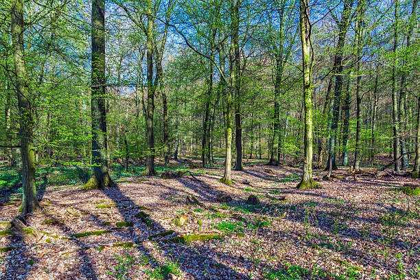 beautiful trees in the forest beautiful trees in the wild forest tiefenbach stock pictures, royalty-free photos & images