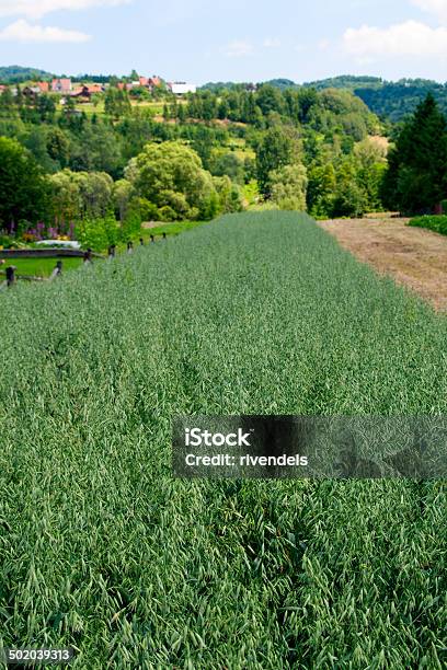 Campo Di Grano - Fotografie stock e altre immagini di Albero - Albero, Ambientazione esterna, Campo