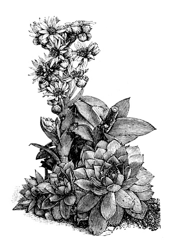 Antique illustration of Sempervivum tectorum (common houseleek)