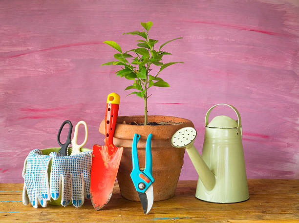 istock young lemon tree and gardening utensils 502039714