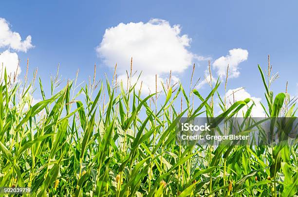 Espiga De Milho - Fotografias de stock e mais imagens de Agricultura - Agricultura, Ajardinado, Ao Ar Livre