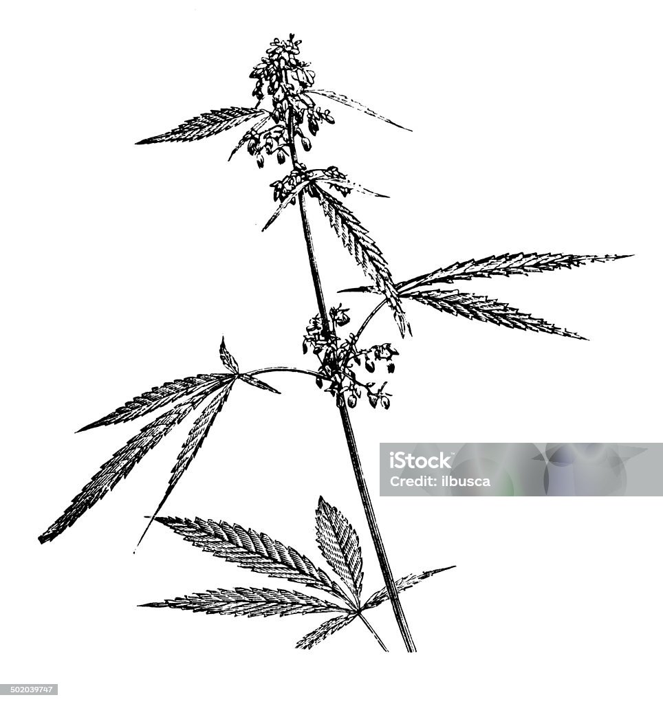 Antique illustration of Cannabis sativa (hemp) Cannabis Plant stock illustration