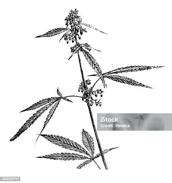 Antique Illustration Of Cannabis Sativa Stock Illustration - Download Image Now - Cannabis Plant, Hemp, Cannabis - Narcotic