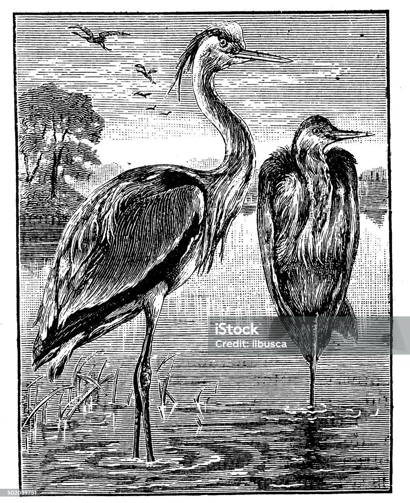 Antique illustration of heron 19th Century Style stock illustration