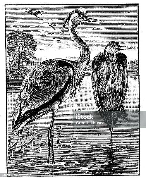 Antique Illustration Of Heron Stock Illustration - Download Image Now - 19th Century Style, Animal, Animal Themes