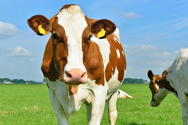 dairy cow standing in front of camera