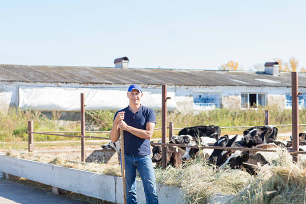 istock Farmer is working on farm with dairy cows 502039814