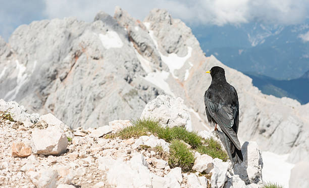 istock Alpine chough sitting on a rock 502039957