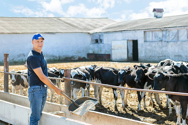 istock Farmer is working on farm with dairy cows 502039968