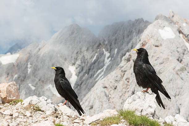 istock Pair of alpine choughs 502039969