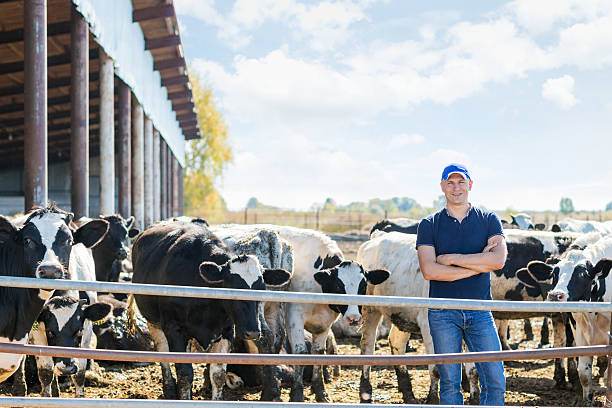 istock Farmer is working on farm with dairy cows 502040214