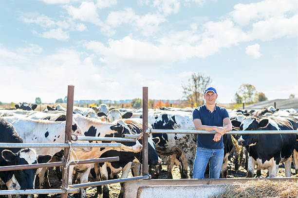 istock Farmer is working on farm with dairy cows 502040234