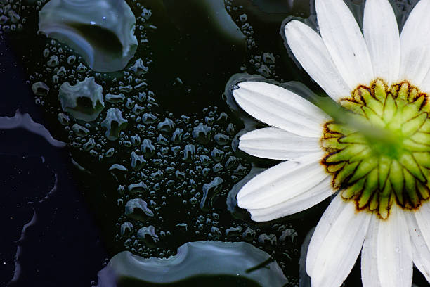 istock Artistic macro of wet daisy flower, love nature, reflection 502040335