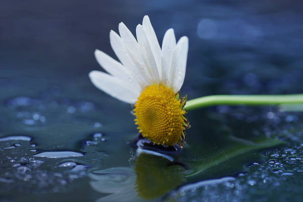 istock Only One petal wet daisy flower, Artistic macro, reflection 502040343