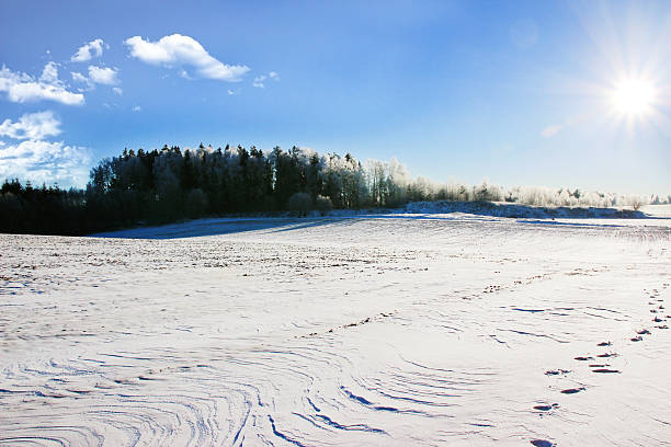 istock Beautiful winter landscape. Winter forest. Snowy landscape 502040404