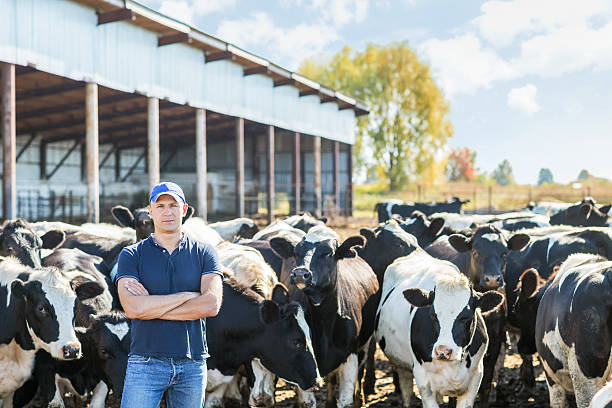 agricultor está trabajando en la granja de vacas lecheras aparece - dairy product fotografías e imágenes de stock