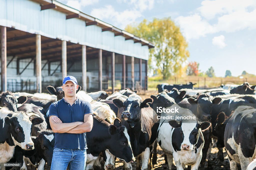 Farmer is working on farm with dairy cows portrait of a man on livestock ranches Farmer Stock Photo