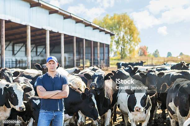 Farmer Is Working On Farm With Dairy Cows Stock Photo - Download Image Now - Farmer, Dairy Product, Cow