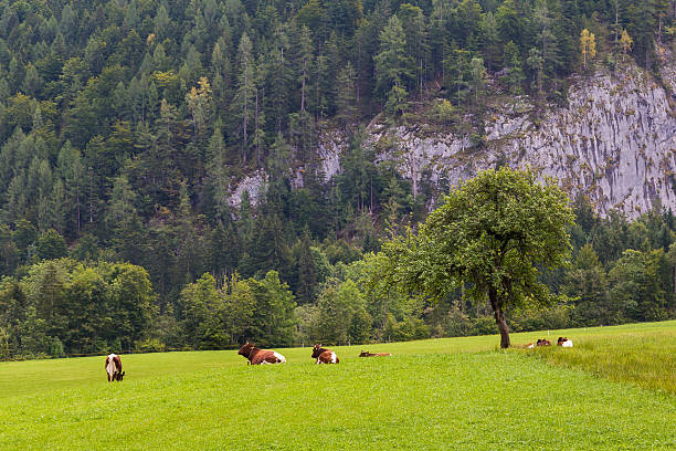 istock Cows in a Field in Rural Austria 502040894