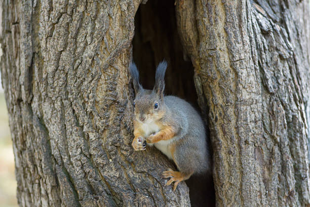 istock the squirrel sits in a hollow 502040996