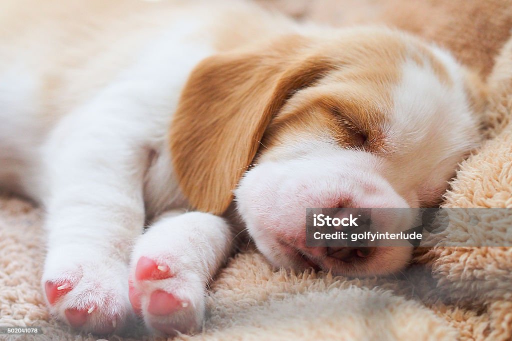 Beagle puppy sleep A little Beagle puppy is sleeping  Puppy Stock Photo