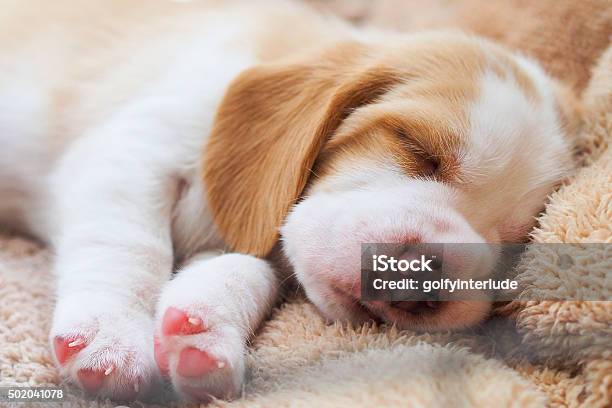 Beagle Puppy Sleep Stock Photo - Download Image Now - Puppy, Sleeping, Dog