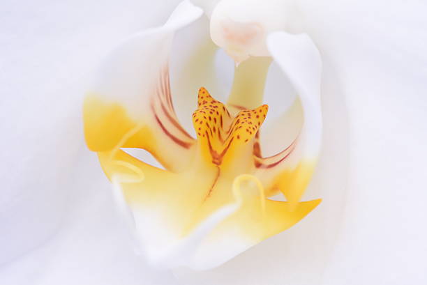 istock Macro of white orchid flower 502041132